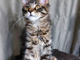 Котята породы Мейн-Кун. Полный пакет документов. Отличная родословная.