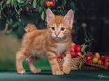 Kurilian bobtail kittens - photo 1