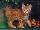 Kurilian bobtail kittens - photo 2