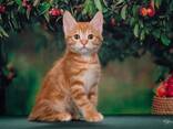Kurilian bobtail kittens - photo 3