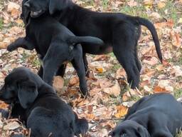 Labrador Retriever Puppies – 10 Weeks Old