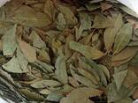 Bay leaf - photo 1