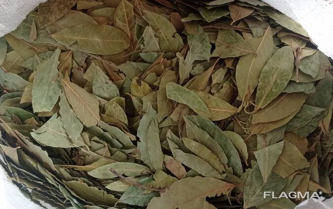 Bay leaf