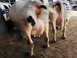 Live cows for sale - фото 2