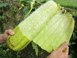 Loofah Люфа натуральная - photo 5