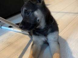 Люблю щенков немецкой овчарки