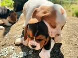 Lucky Beagle Puppies - фото 1