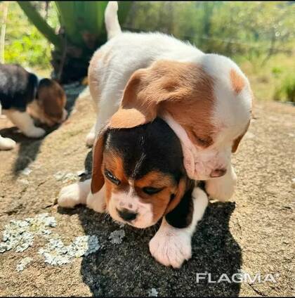 Lucky Beagle Puppies