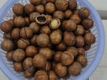 Macadamia Nuts - photo 3