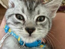 Maine Coon Kitten