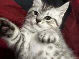 Maine Coon Kitten - photo 3