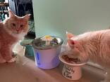 Maine Coon/Siberian Bonded Pair - photo 1