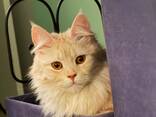 Maine Coon/Siberian Bonded Pair - photo 3