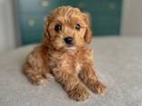 Maltipoo Cavalier Puppy - фото 2