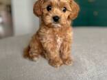 Maltipoo Cavalier Puppy - фото 4