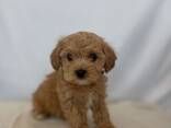 Maltipoo Cavalier Puppy - фото 6