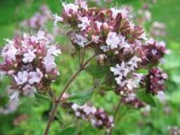 Marjoram oil for sale at good price