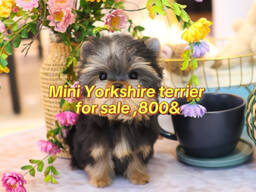 Mini Chihuahua, Frenchie, Yorkshire Terrier, Maltese, Maltipoo, Pomsky, Poodle, Pug