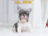 Mini Chihuahua, Frenchie, Yorkshire Terrier, Maltese, Maltipoo, Pomsky, Poodle, Pug - photo 1