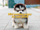 Mini Chihuahua, Frenchie, Yorkshire Terrier, Maltese, Maltipoo, Pomsky, Poodle, Pug - photo 2