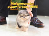 Mini Chihuahua, Frenchie, Yorkshire Terrier, Maltese, Maltipoo, Pomsky, Poodle, Pug - photo 3