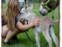 Mini donkey needs a home