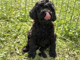 Mini Poodle black