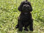 Mini Poodle black - photo 1