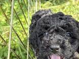 Mini Poodle black - photo 3