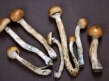 Mushroom - photo 1