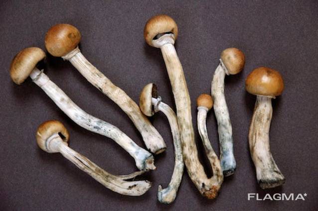 Mushroom