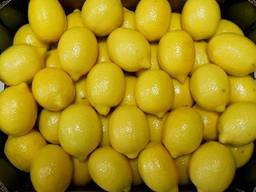 Natural yellow Lemon