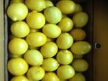 Natural yellow Lemon - photo 2