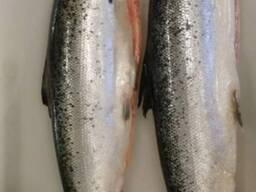 Norwegian salmon