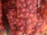 Wholesale onion vegetables - photo 1