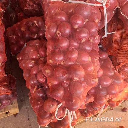 Wholesale onion vegetables