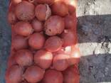 Onion vegetables wholesale - фото 2