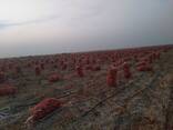 Onion vegetables wholesale - фото 3