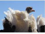 Ostrich Feathers - photo 1