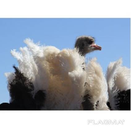 Ostrich Feathers