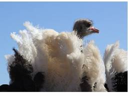 Ostrich Feathers
