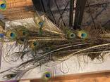 Ostrich Feathers - photo 3