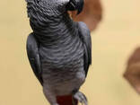 Parrots - photo 1