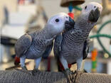Parrots - photo 3