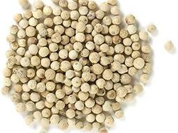 Perilla seed