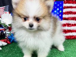 Pomeranian