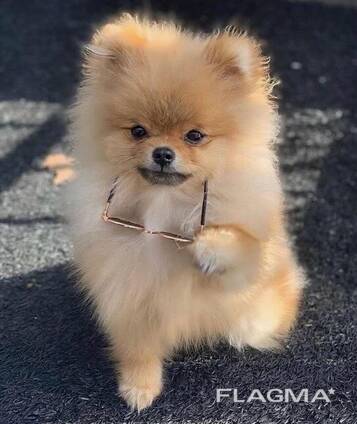 Pomeranian cutie for adoption