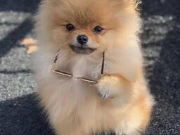Pomeranian cutie for adoption