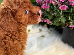Poodle puppies