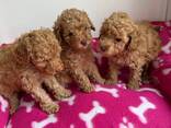 Beautiful poodle puppies - photo 2